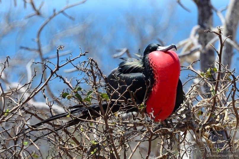 Американские горки (декабрь 2012-январь 2013). Часть 8