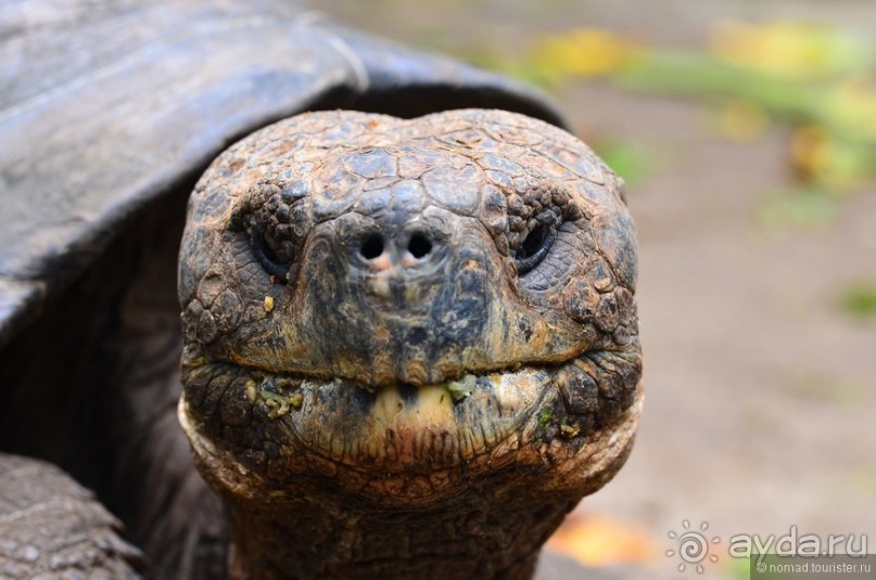 Американские горки (декабрь 2012-январь 2013). Часть 8