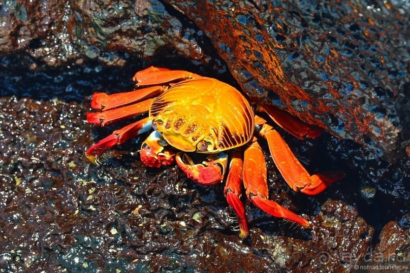 Американские горки (декабрь 2012-январь 2013). Часть 8