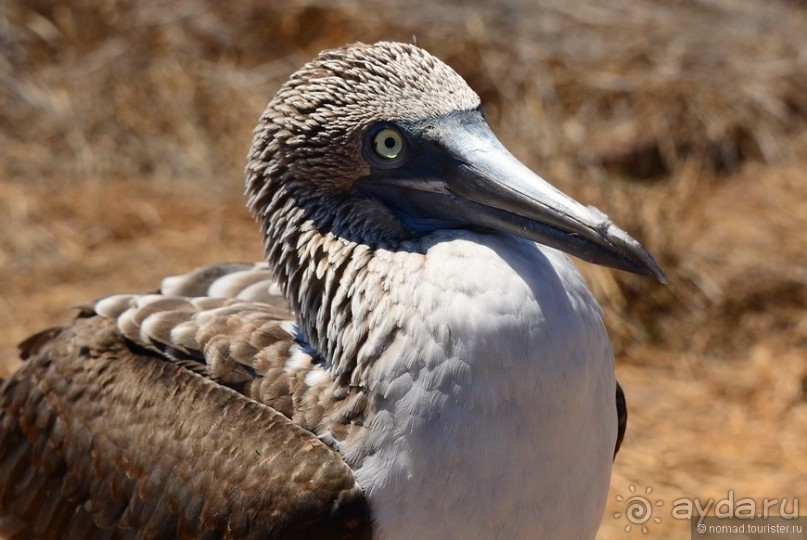 Американские горки (декабрь 2012-январь 2013). Часть 8
