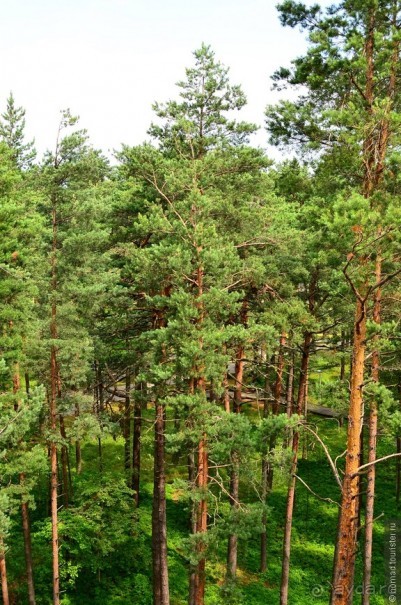 Летняя Юрмала