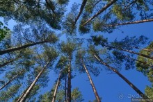 Летняя Юрмала