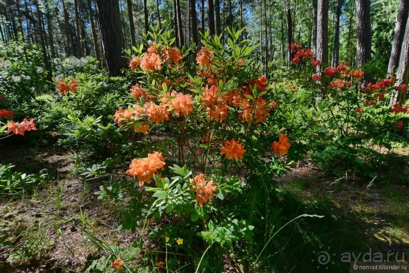 Летняя Юрмала