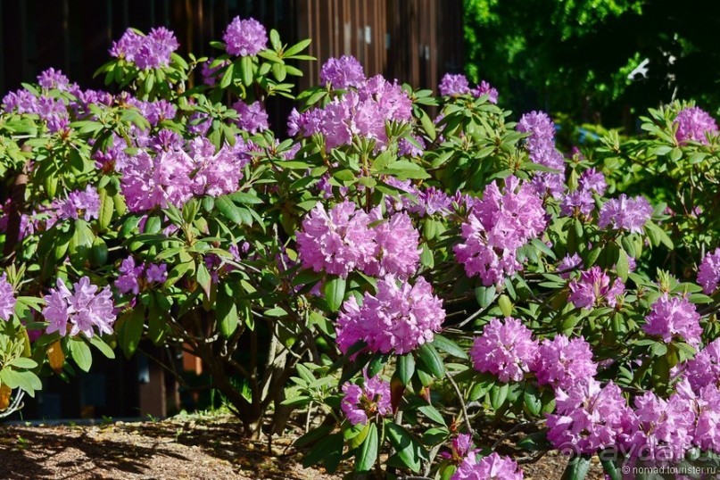 Летняя Юрмала