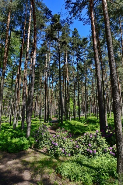 Летняя Юрмала