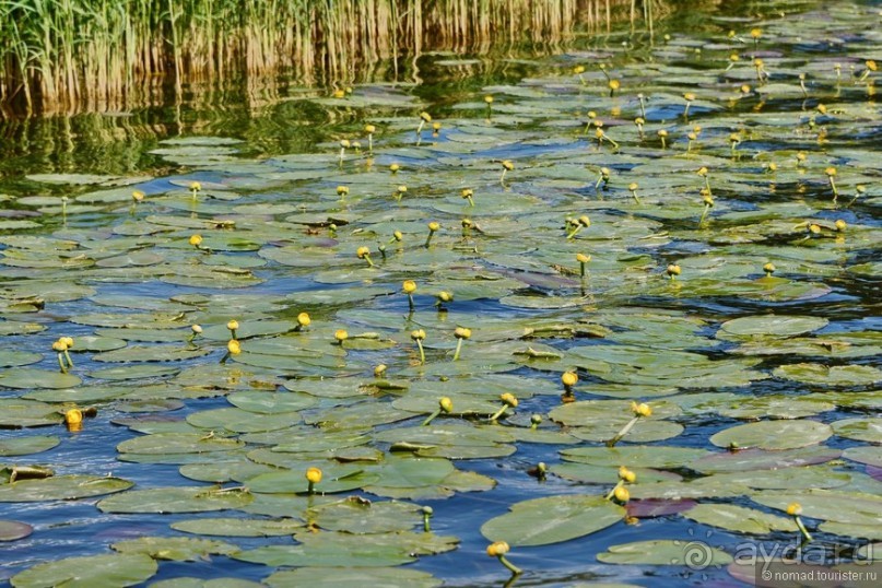 Летняя Юрмала