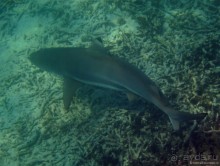 Азиатский квест, или поди туда, не знаю куда. Часть 7