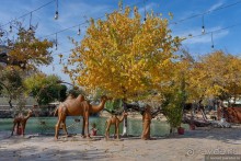 Несравнимая Бухара