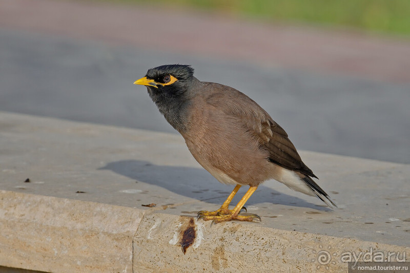 Несравнимая Бухара