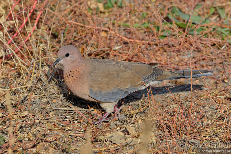 Несравнимая Бухара