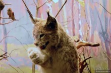 Подмосковные зубры - какие они?