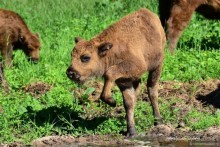 Подмосковные зубры - какие они?