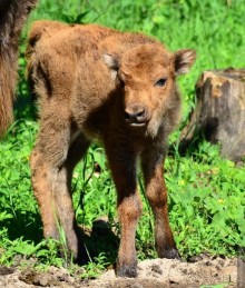 Подмосковные зубры - какие они?