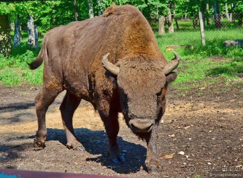 Подмосковные зубры - какие они?