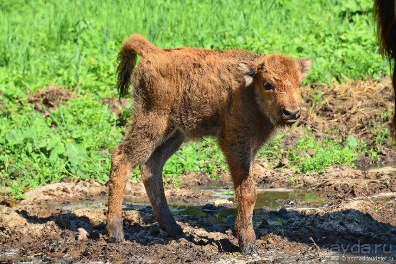 Подмосковные зубры - какие они?