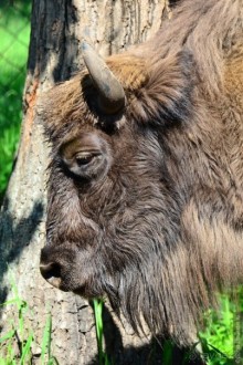 Подмосковные зубры - какие они?