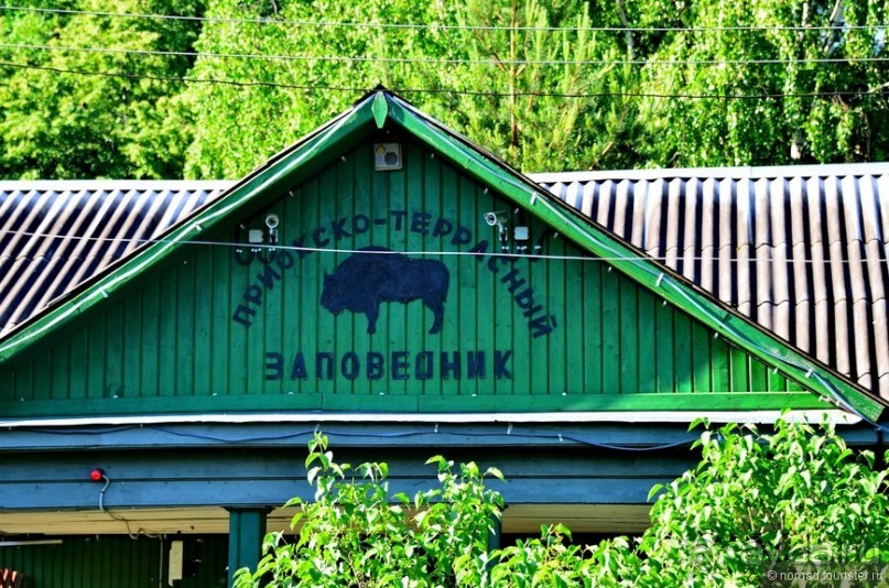 Подмосковные зубры - какие они?