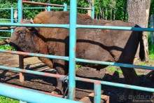 Подмосковные зубры - какие они?