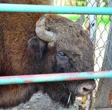 Подмосковные зубры - какие они?