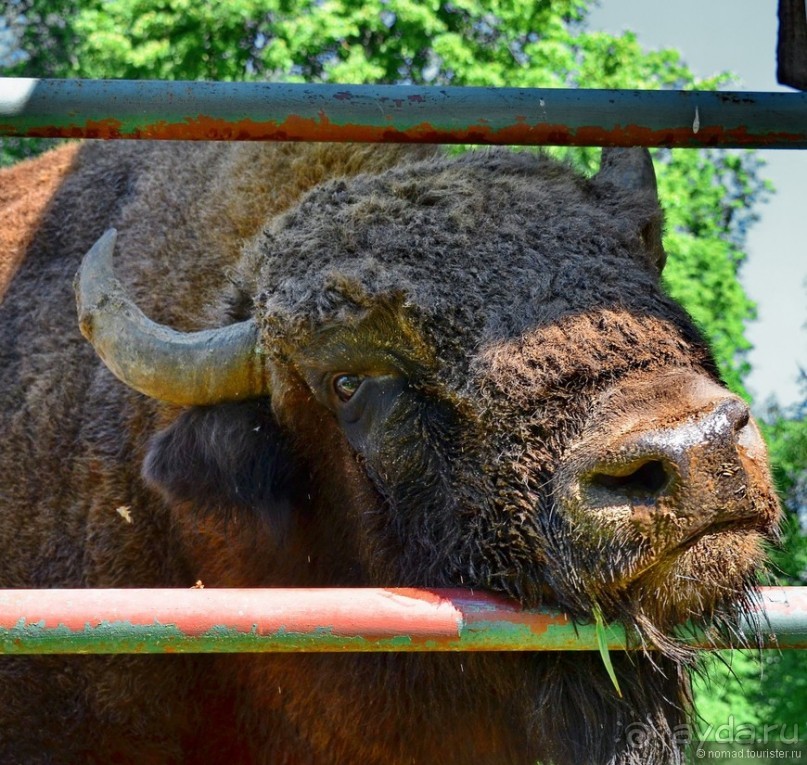 Подмосковные зубры - какие они?