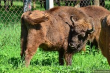 Подмосковные зубры - какие они?