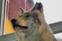 Подмосковные зубры - какие они?