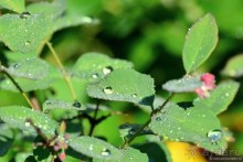 Подмосковные зубры - какие они?