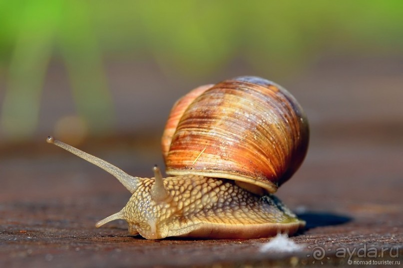 Подмосковные зубры - какие они?