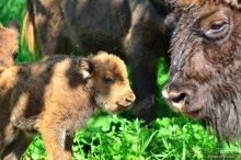 Подмосковные зубры - какие они?