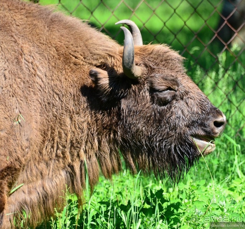Подмосковные зубры - какие они?
