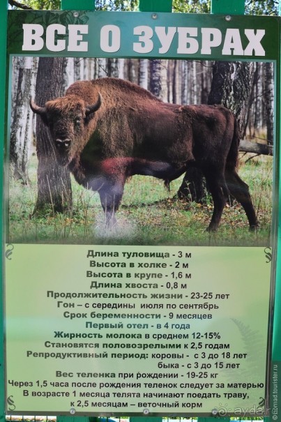 Подмосковные зубры - какие они?