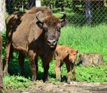 Подмосковные зубры - какие они?