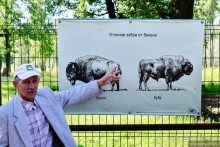 Подмосковные зубры - какие они?