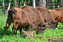 Подмосковные зубры - какие они?