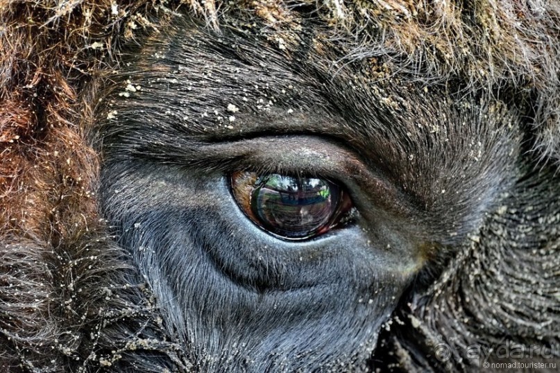 Подмосковные зубры - какие они?