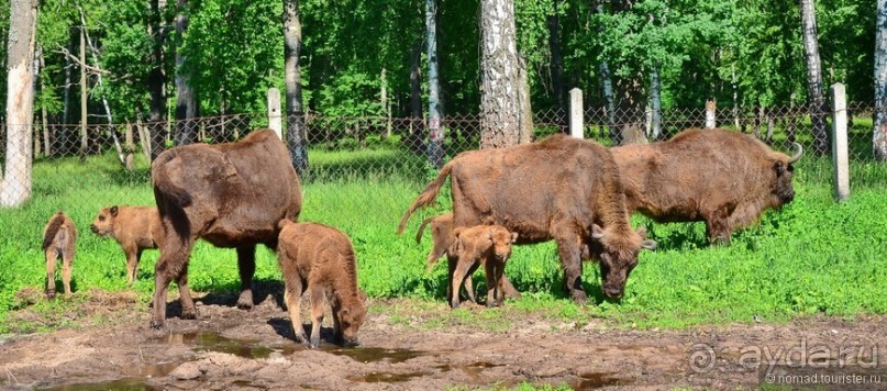 Подмосковные зубры - какие они?