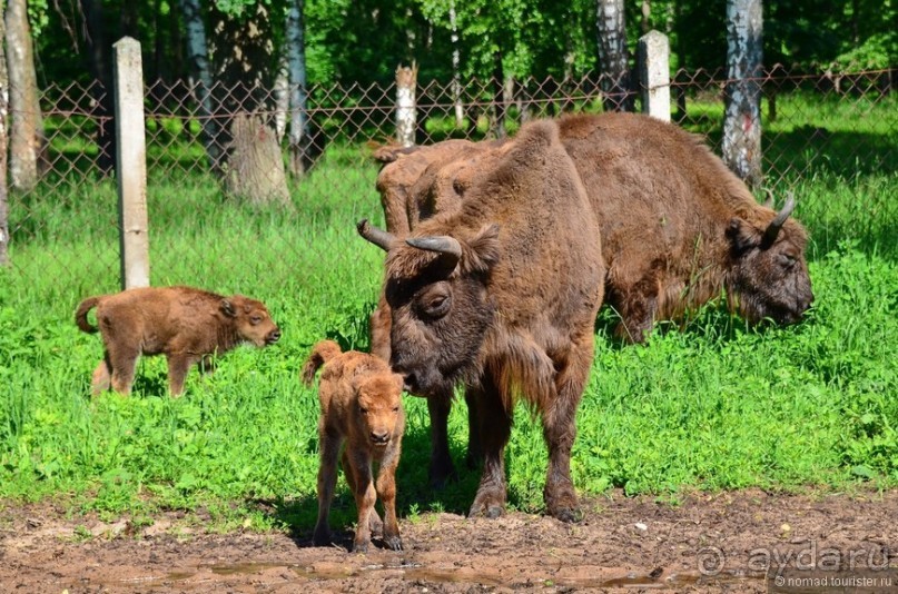Подмосковные зубры - какие они?