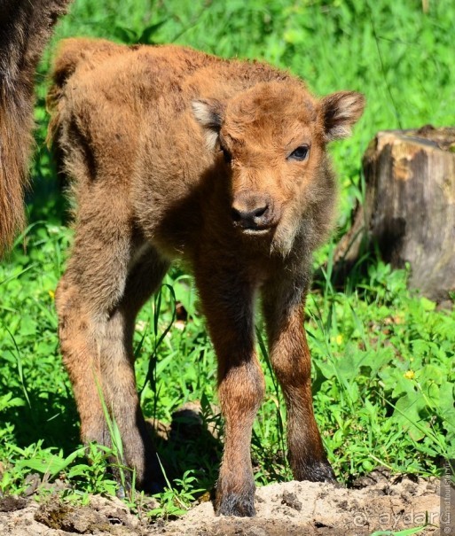Подмосковные зубры - какие они?