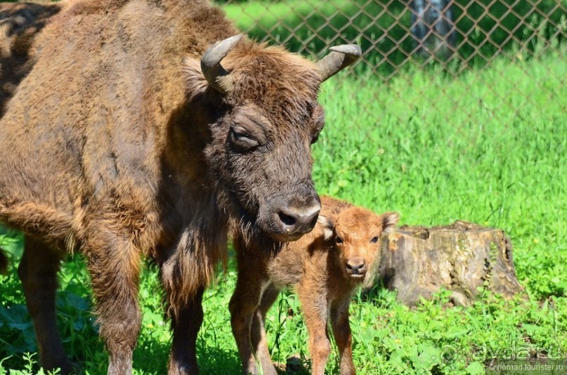Подмосковные зубры - какие они?