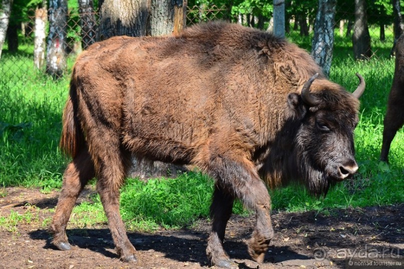 Подмосковные зубры - какие они?