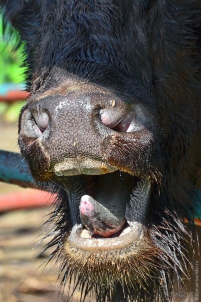 Подмосковные зубры - какие они?