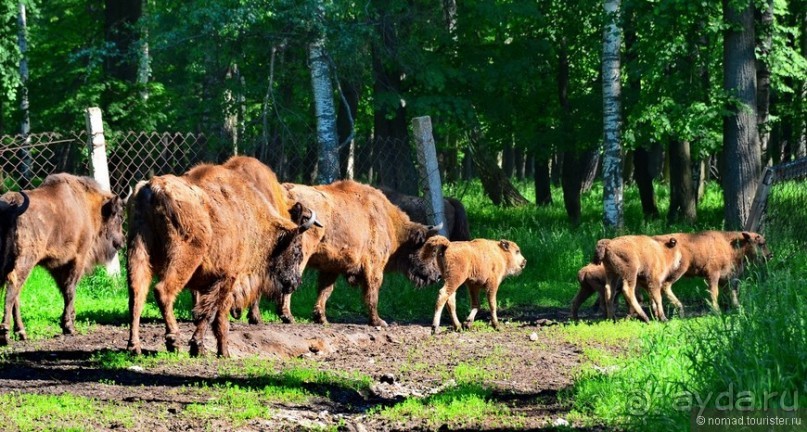 Подмосковные зубры - какие они?