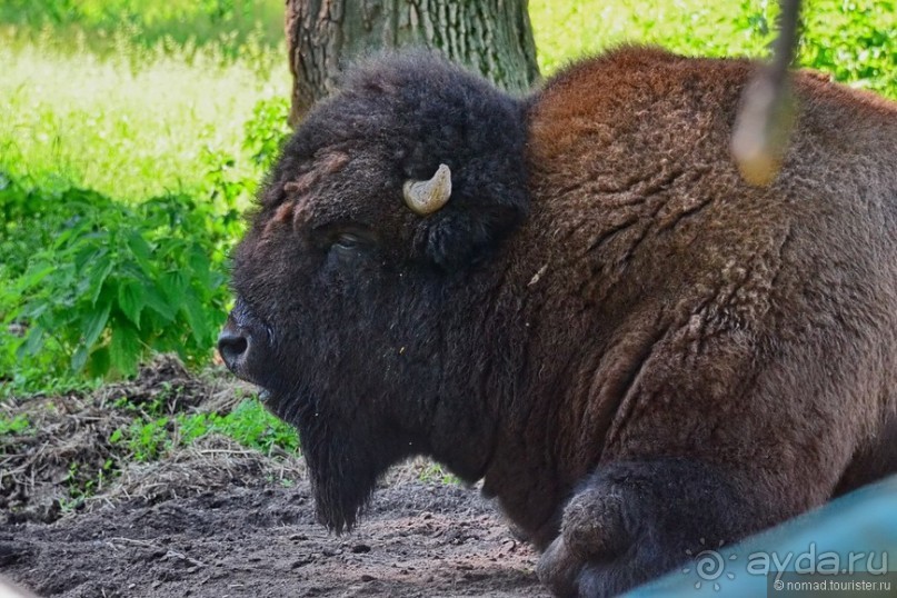 Подмосковные зубры - какие они?