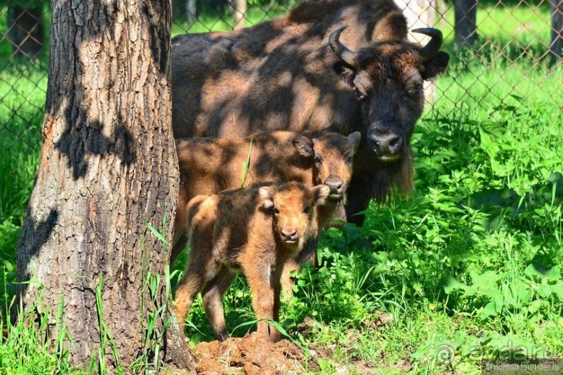 Подмосковные зубры - какие они?