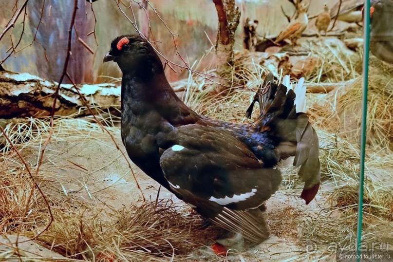 Подмосковные зубры - какие они?