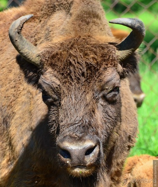 Подмосковные зубры - какие они?