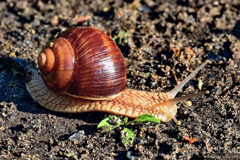 Подмосковные зубры - какие они?