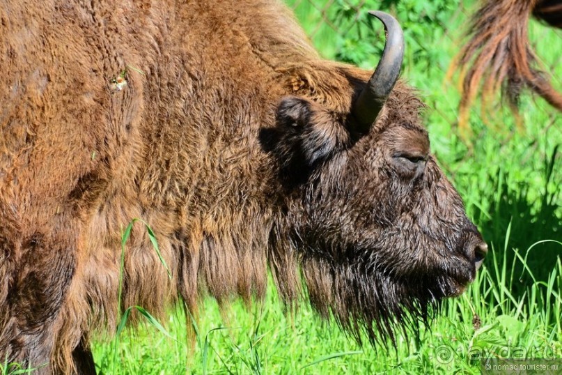 Подмосковные зубры - какие они?