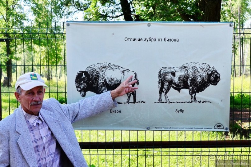 Подмосковные зубры - какие они?