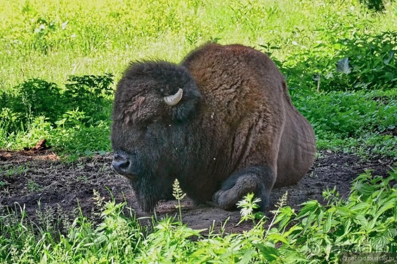 Подмосковные зубры - какие они?